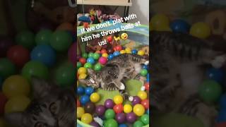 Cornelius The Cat At It Again