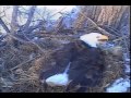 Decorah Eagles,Dad Wing Flaps At Something&We Have A Hatch,Welcome D21,3/27/15