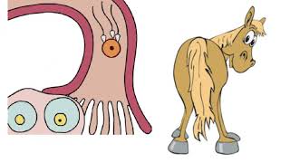 Equine Reproduction