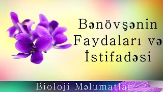 Bənövşə Çiçəklərinin Faydaları Və İstifadəsi