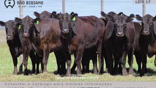 LOTE 17 - FÊMEAS ANGUS AD - LEILÃO VIRTUAL SÃO BIBIANO 2020