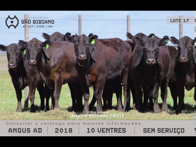FÊMEAS ANGUS - LEILÃO VIRTUAL SÃO BIBIANO 2020