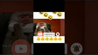Hello Ha Singa Boldavery Funny Monkeys Videos Funny Status On Whatsappbeautiful Whatsapp