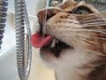 bengaalse tijgerkat