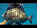 Pescasub: Il padre di tutti i saraghi