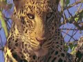 BBC motion gallery - WILD AFRICA with Toto