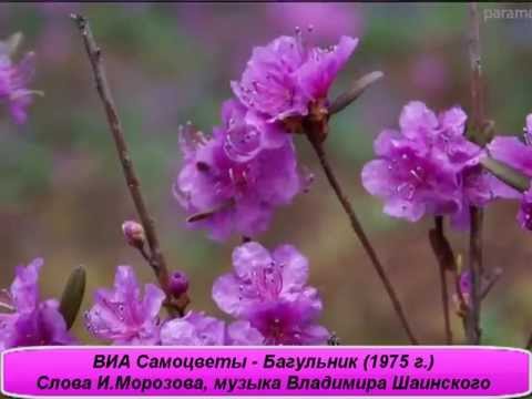 Как сажать туи в подмосковье Как сажать туи в подмосковье