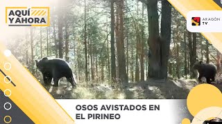 Avistados Una Osa Y Su Osezno En El Pirineo
