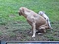 my labrador and my chiwawa doing.....well.....ya know:)