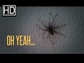 NOPE! Spider infested apartment!