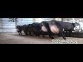 Six 3-way Norwegian Red (NRF) crosses in the U.S., plus one NRFxHolstein