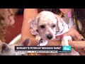 Bernadette Peters on The 9th Annual  Broadway Barks