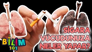 Sigaranın Vücudumuza Etkisi ve Zararları Nelerdir?