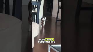 Why Cats Bring Random Objects