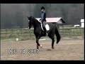 Title:Zander Snaffle Description:Zander ridden in snaffle bridle with a whip.