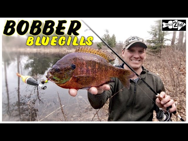 Watch Bobber Fishing Spring Bluegill From the Bank on YouTube.