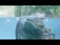 Baby Hippo Makes a Splash at the San Diego Zoo