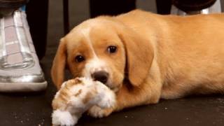 How to Deal with a Biting Puppy | Dog Training