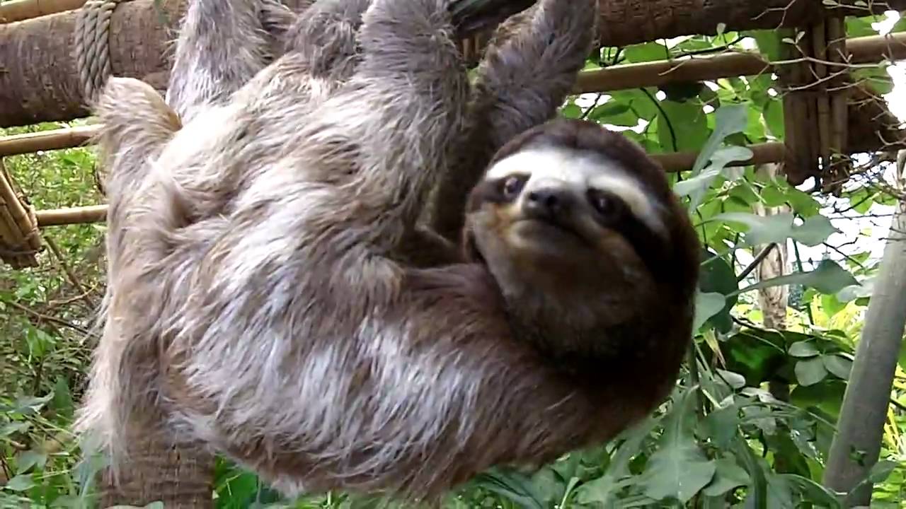 Great Sloth video at the Dallas World Aquarium - YouTube
