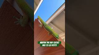 Muffin The Day Gecko Has To Go Potty