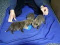 Orphaned Baby Foxes