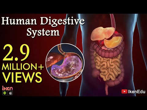 Learn About Digestive System | Human Digestive System Animation- Part 1