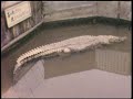 Japan 1962: Atami hotspring resort 熱海温泉