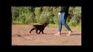 Defino Forward. Labrador Retriever Kennel Defino.