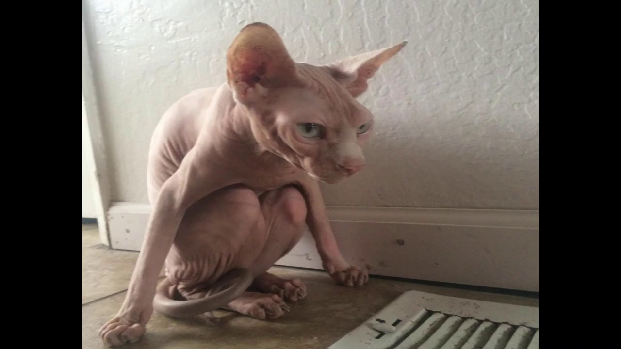 Кот сфинкс прикол