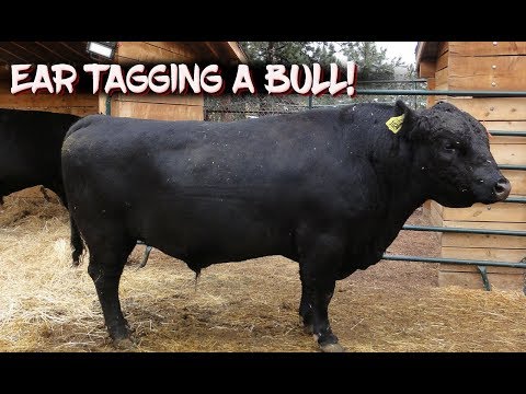 Ear Tagging a Bull!