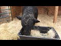 Ear Tagging a Bull!