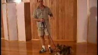 Dog Training - The Heel Command