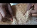 A female street dog gets ready to be spayed. Worms, worms, worms...