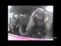 CAUGHT TORTURING ELEPHANTS - RINGLING BROTHERS AND BARNUM & BAILEY CIRCUS