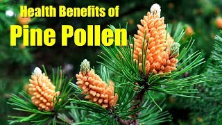 HEALTH BENEFITS OF PINE POLLEN