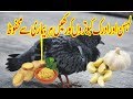 GARLIC+GINGER FOR BIRDS || PIGEON TREATMENT WITH (GARLIC+GINGER) BY PIGEONS LOVERS