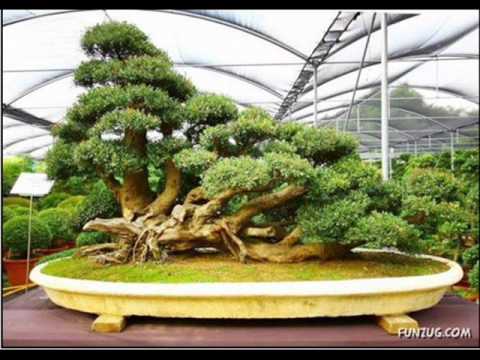 Japanese Bonsai on Bonsai Trees 66899 Shouts Bonsai Redesign Juniperus Chinensis Xi 40358