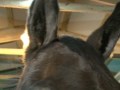 Tips of The Trade Trimming Ears and Bridle Path -- USTA harness racing Hoof Beats