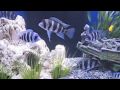 Big John's Fishtank