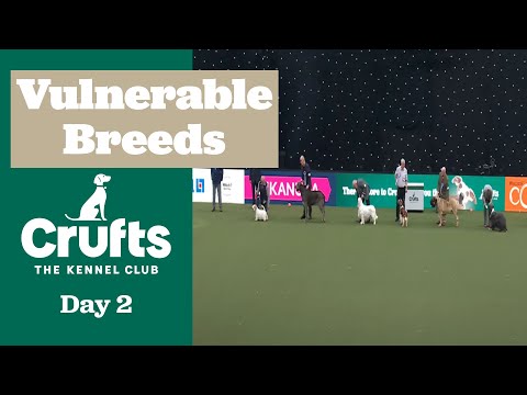 Vulnerable Breed Competition Final | Crufts 2025