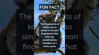 What Do Humans And Koalas Have In Common? Find Out Here