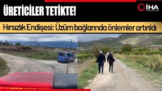 Üzüm Bağlarında Güvenlik Alarmı... Jandarma Ve Çiftçiler Nöbette