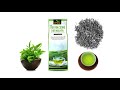 Qui Trình Sản Xuất Trà Tân Cương Thái Nguyên Orina