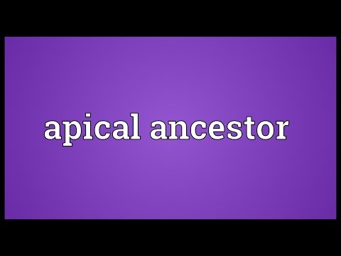Header of Apical Ancestor