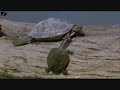 funny animals