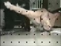 funny animals