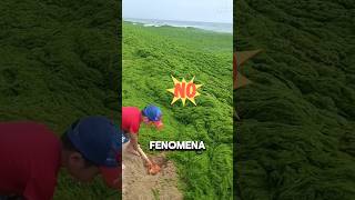 Mengapa Pantai Ini Dipenuhi Alga Hijau?
