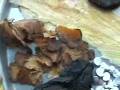 Male Sexual Potency A Chinese Herbal Prescription (7) default Male Sexual Potency A Chinese Herbal Prescription (7)