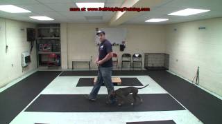 How to Train a Dog to Heel - Dog Training by K9-1.com