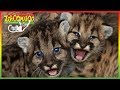 🦁 Zoboomafoo 116 - Itchy | Full Episode | Kids Show | Animals for Kids 🦁